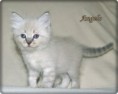 /album/angelo/angelo-6-hetes-004-jpg/